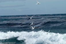 Seeschwalbe (3 von 7).jpg